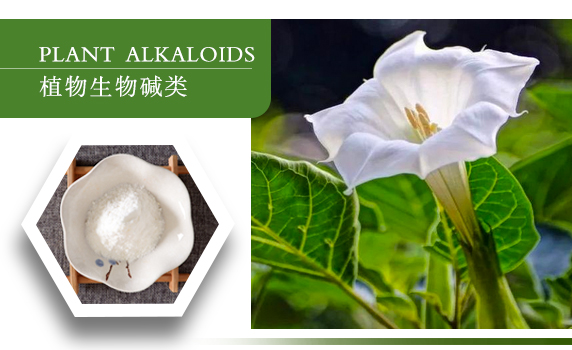 植物生物堿類(lèi)